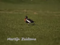 Roodhalsgans [Branta ruficollis]